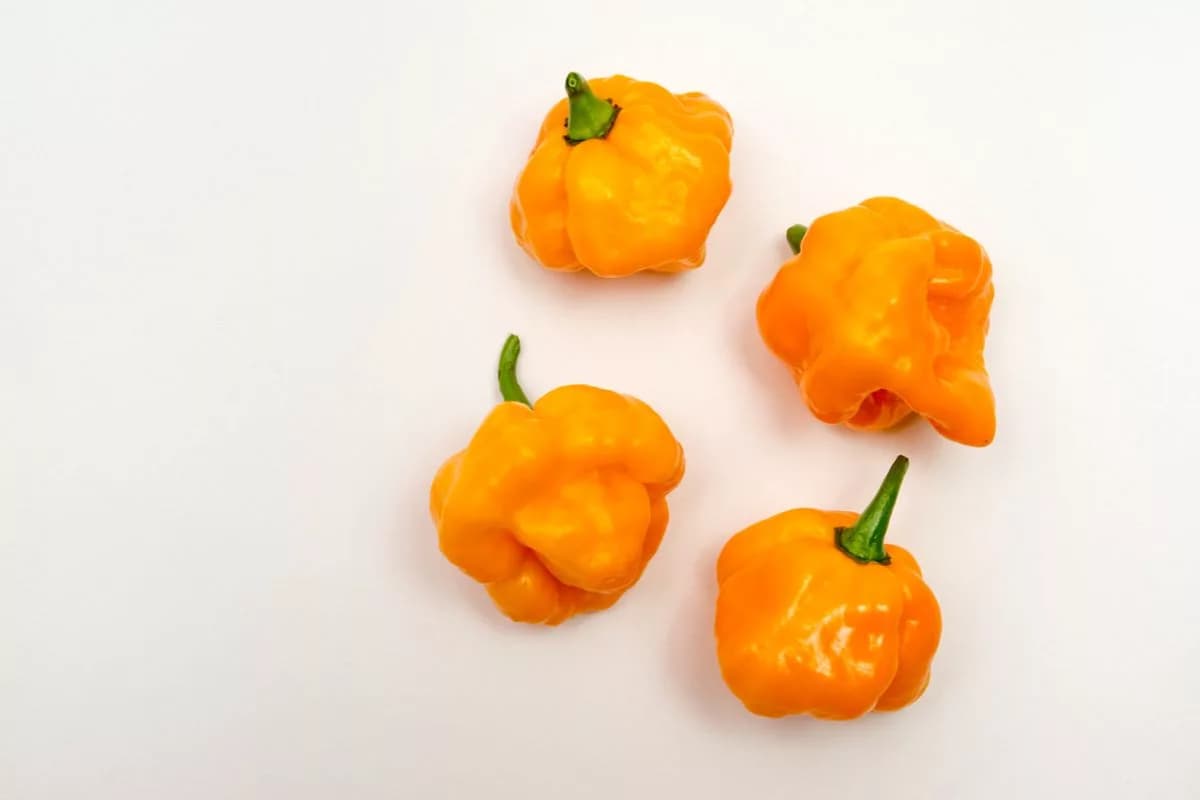 Shortage of Caribbean Hot Sauce Peppers Looms