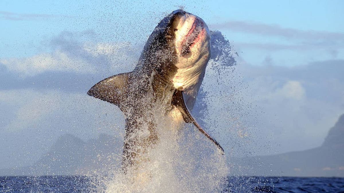 Why Are Great Whites Sharks Overheating?