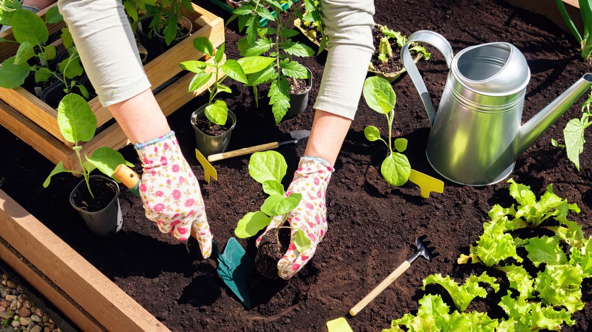 15 Affordable Walmart Gardening Supplies To Help You Start Growing Vegetables This Year