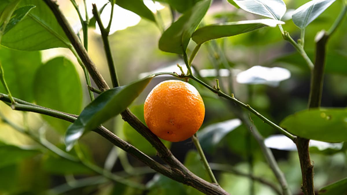 Can You Grow Oranges Indoors? Here's What It Takes To Pull It Off
