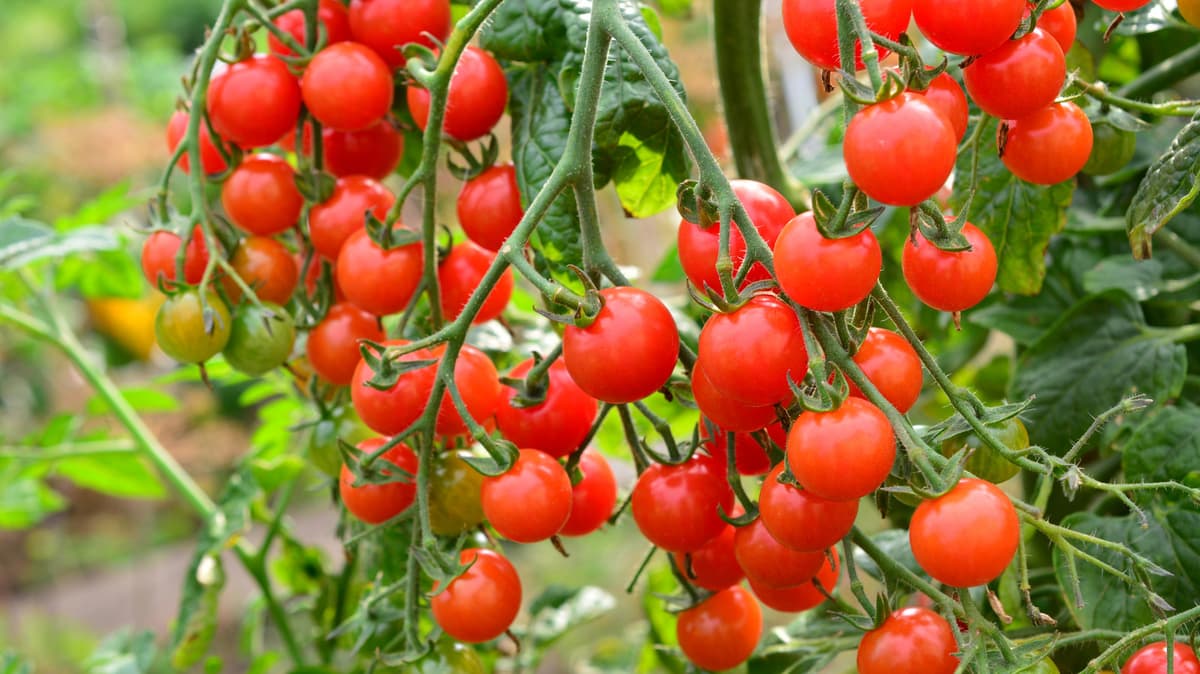 Don't Plant Tomatoes Too Early This Year — Here's The Ideal Time