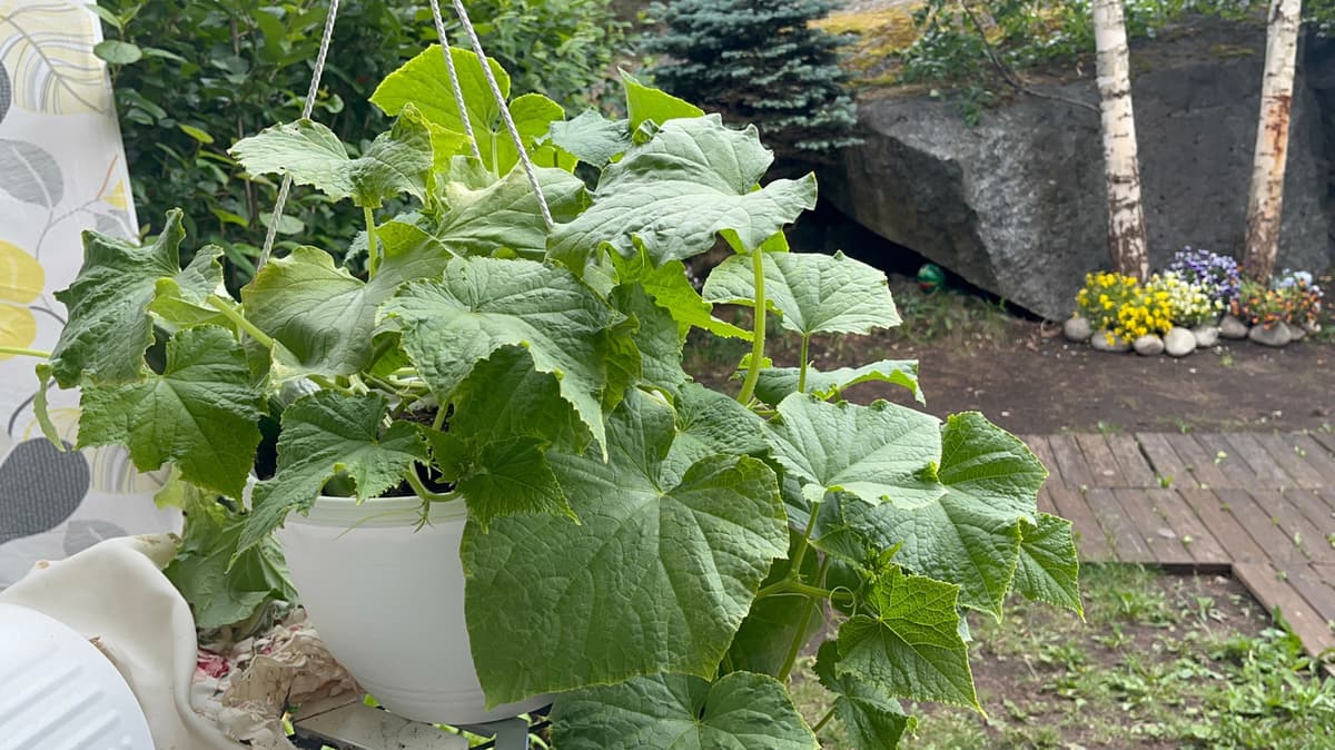 Forget Yard Gardens: How To Nail Growing Cucumbers In Hanging Baskets