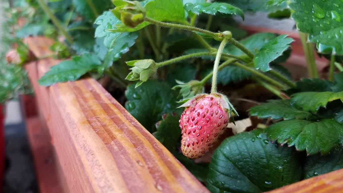 Using An Old Wood Pallet To Grow Strawberries Is A Move The Pros Use. Here's How To Do It