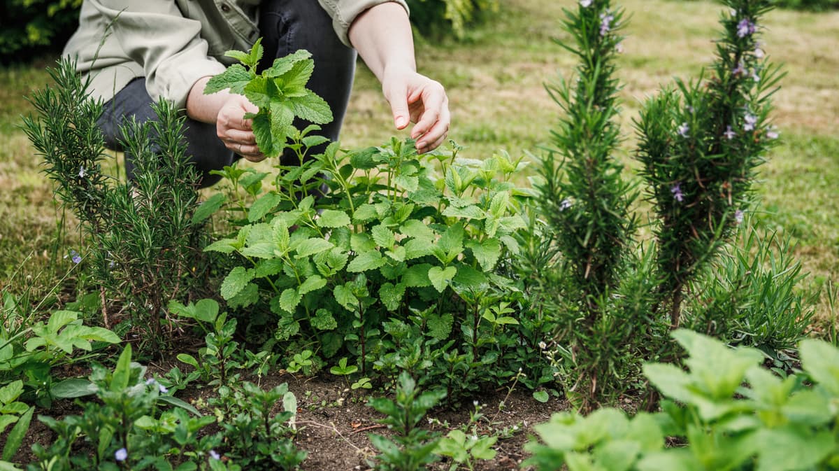 Plant Herbs This Way To Attract Pests — And Protect Your Garden