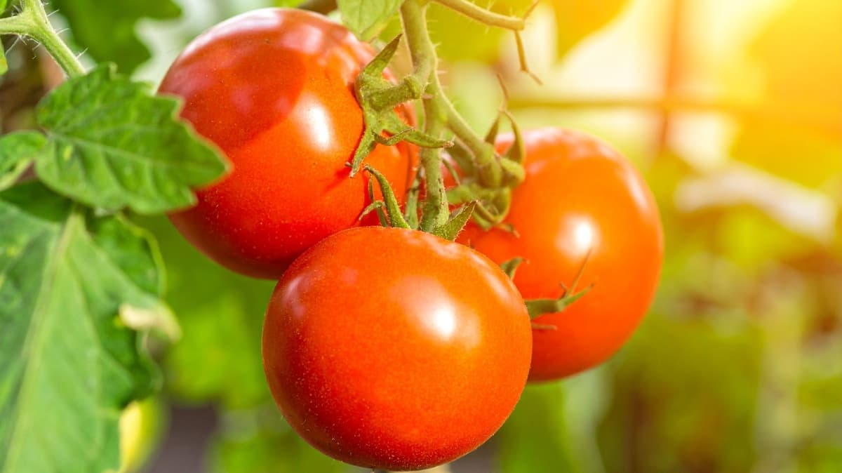 The Best Kinds Of Tomatoes To Grow If You Live In A Hot Climate