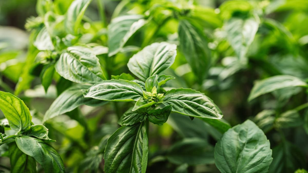 The Early Basil Step That Leads To Bigger Harvests Later