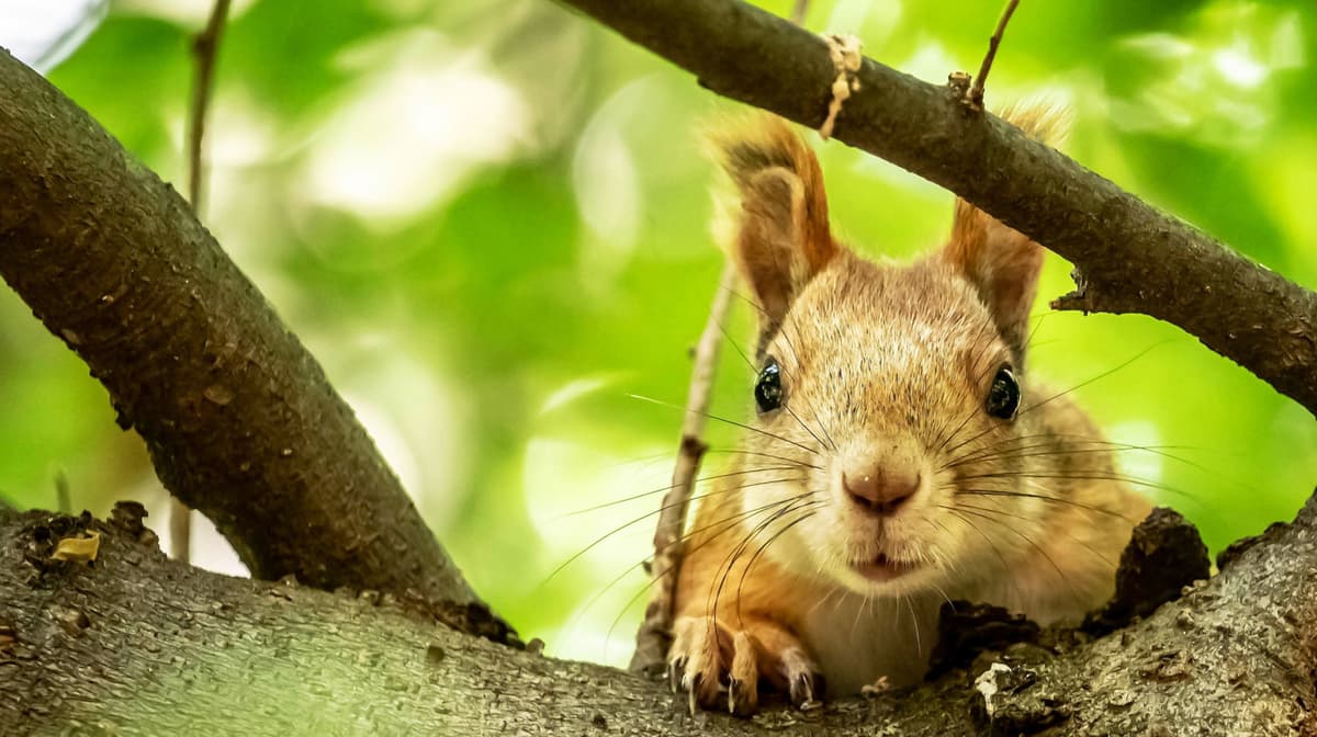 The Fragrant, Fast-Growing Herb That Can Help Keep Squirrels Away From Your Garden