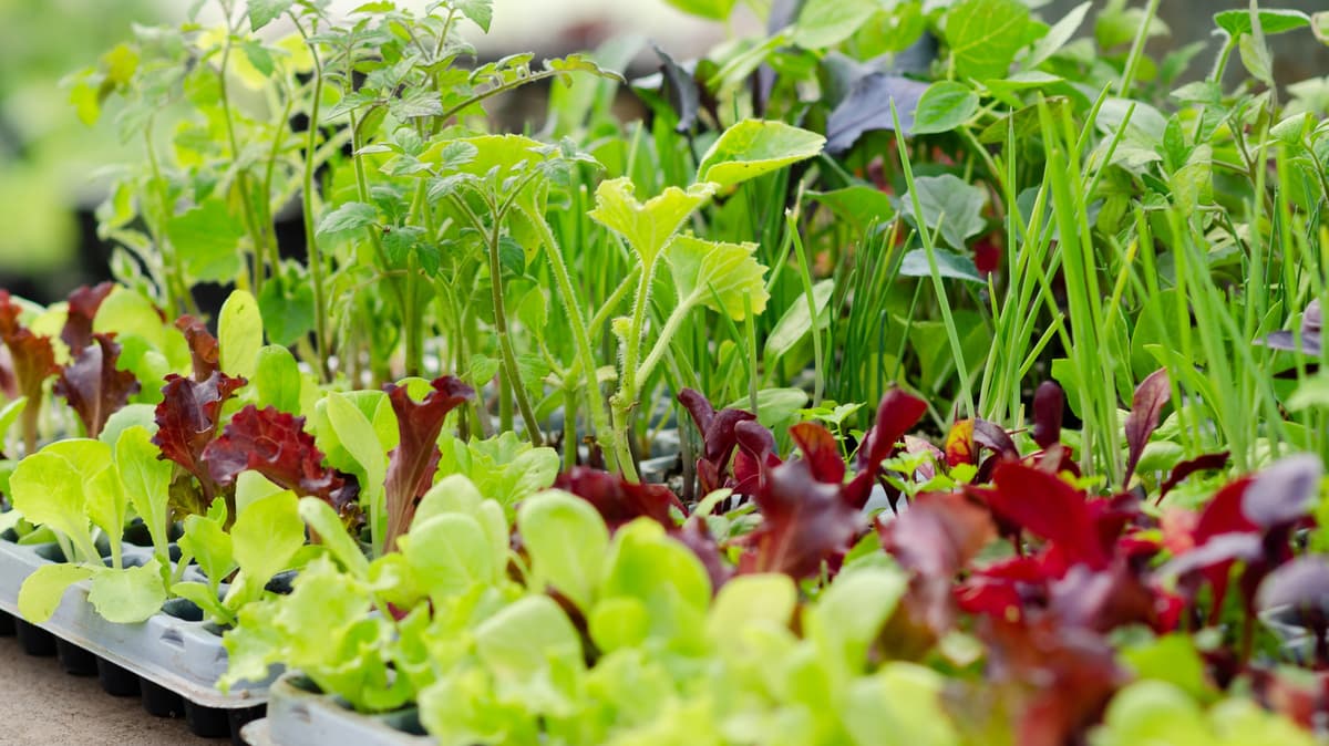 This Trash-To-Garden Hack Keeps Pests Away From Young Plants