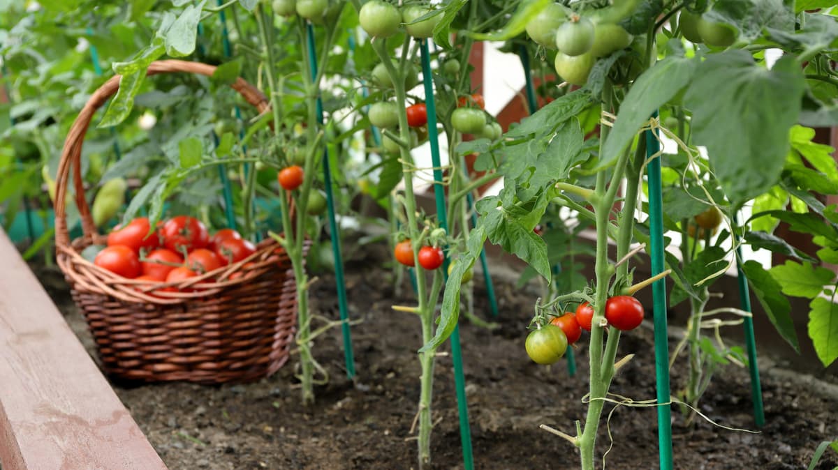 How A Bar Of Soap Does Wonders For Protecting Tomato Plants