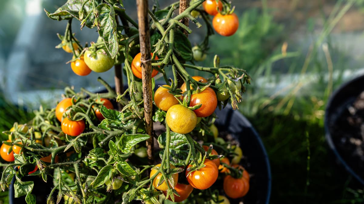 Planting Tomatoes? Here's How To Choose The Best Spot In Your Garden