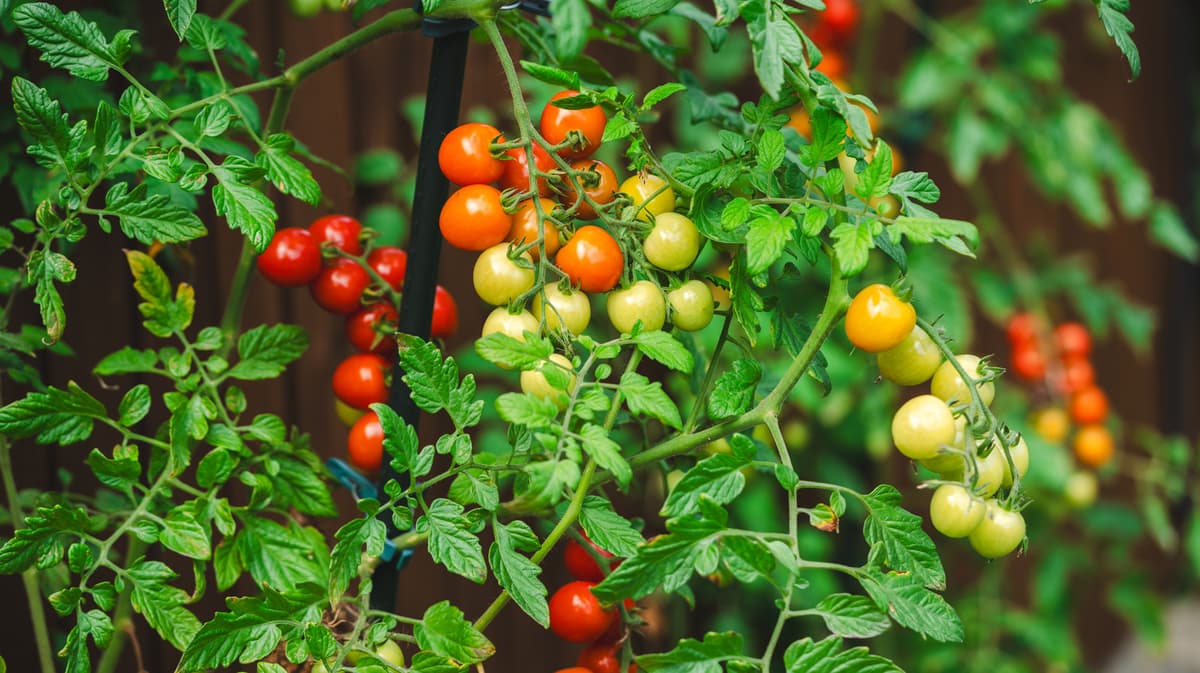 Save Tomato Seeds For Next Year's Garden With Just A Paper Towel