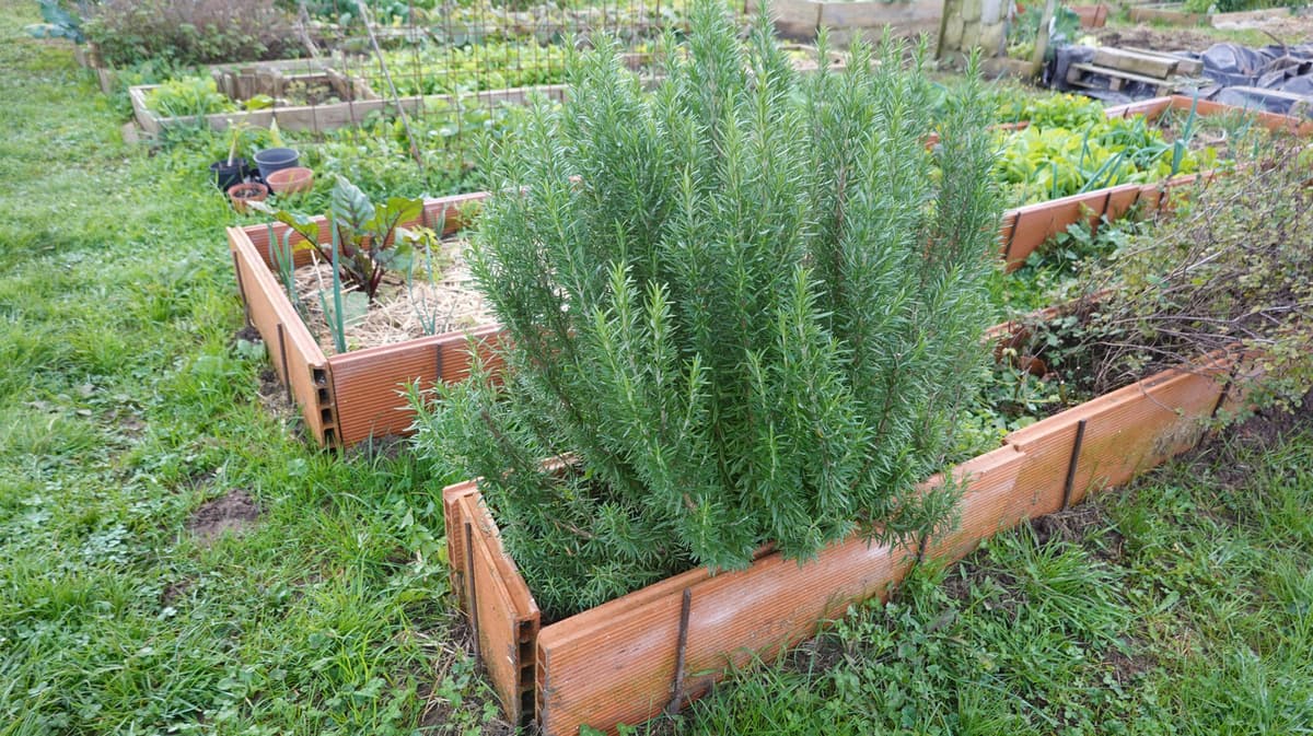 To Grow The Best Rosemary Plants, Avoid This Rookie Mistake
