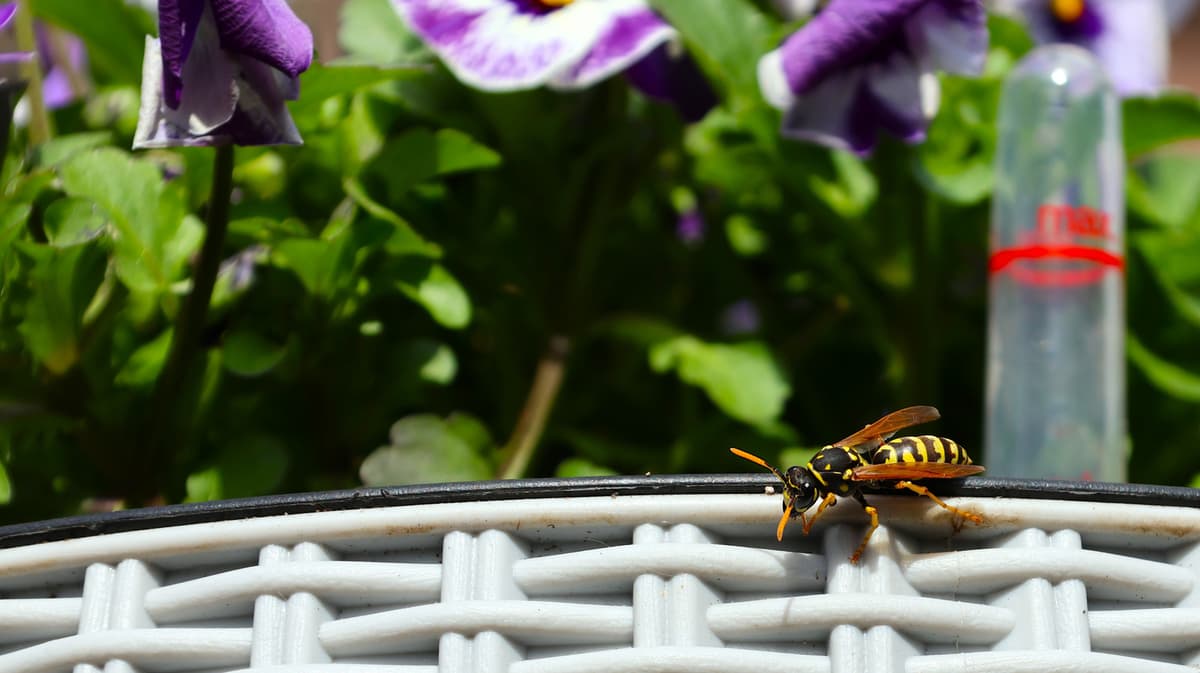 Wasps In Your Garden? Plant These 2 Herbs To Keep Them At Bay