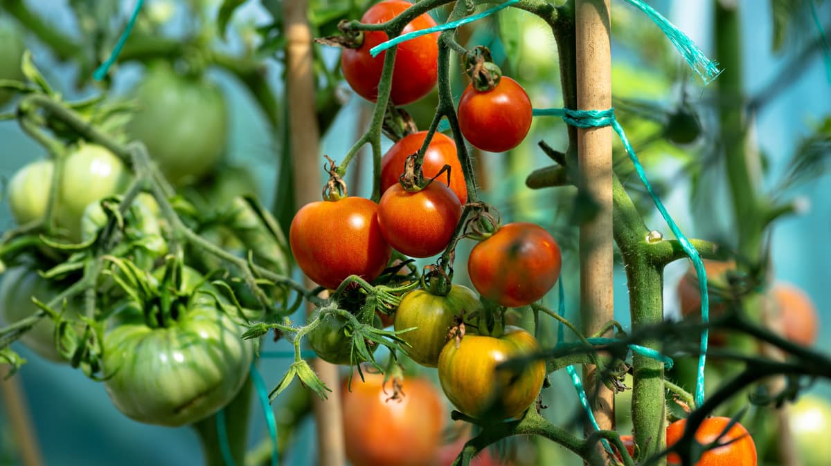 Why Your Tomato Plants Need So Much Sunlight Every Day