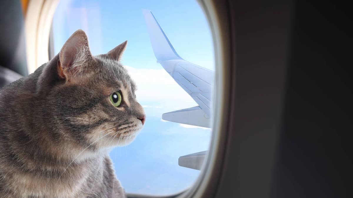 Another Airline Cancels All Summer Flights From City over Fuel Costs