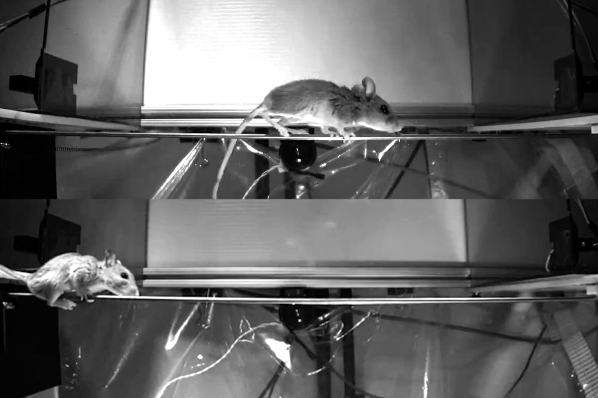 Arboreal Deer Mice Reveal Neural Roots of Dexterity