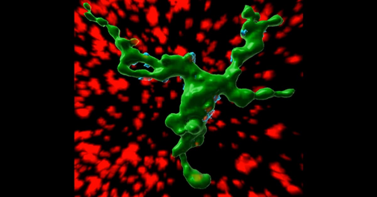 Microglia in Hypothalamus Help Kick-Start Puberty
