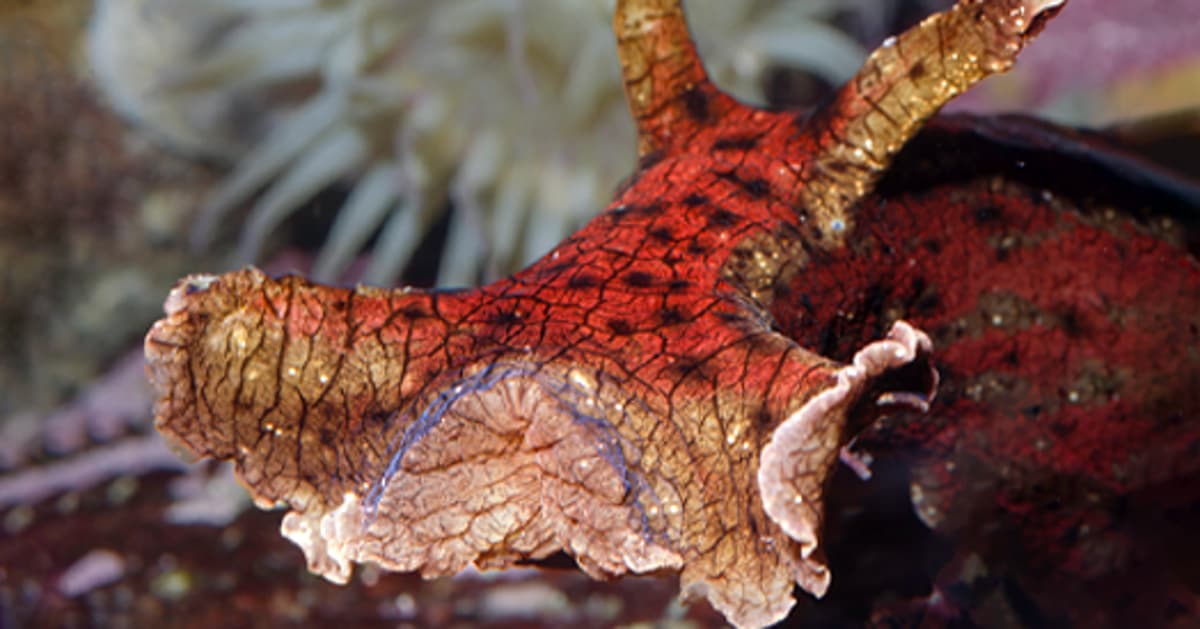 New Study Questions Role of Persistent Gene Activity in Memory Maintenance