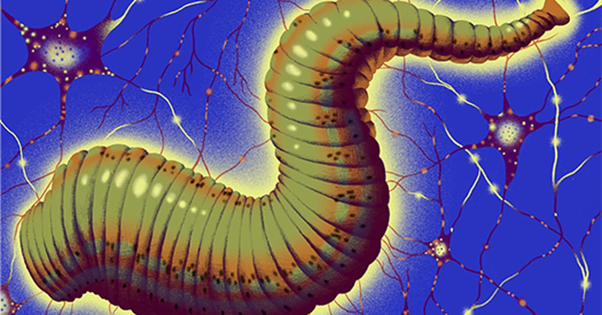 What Leeches Reveal About Movement