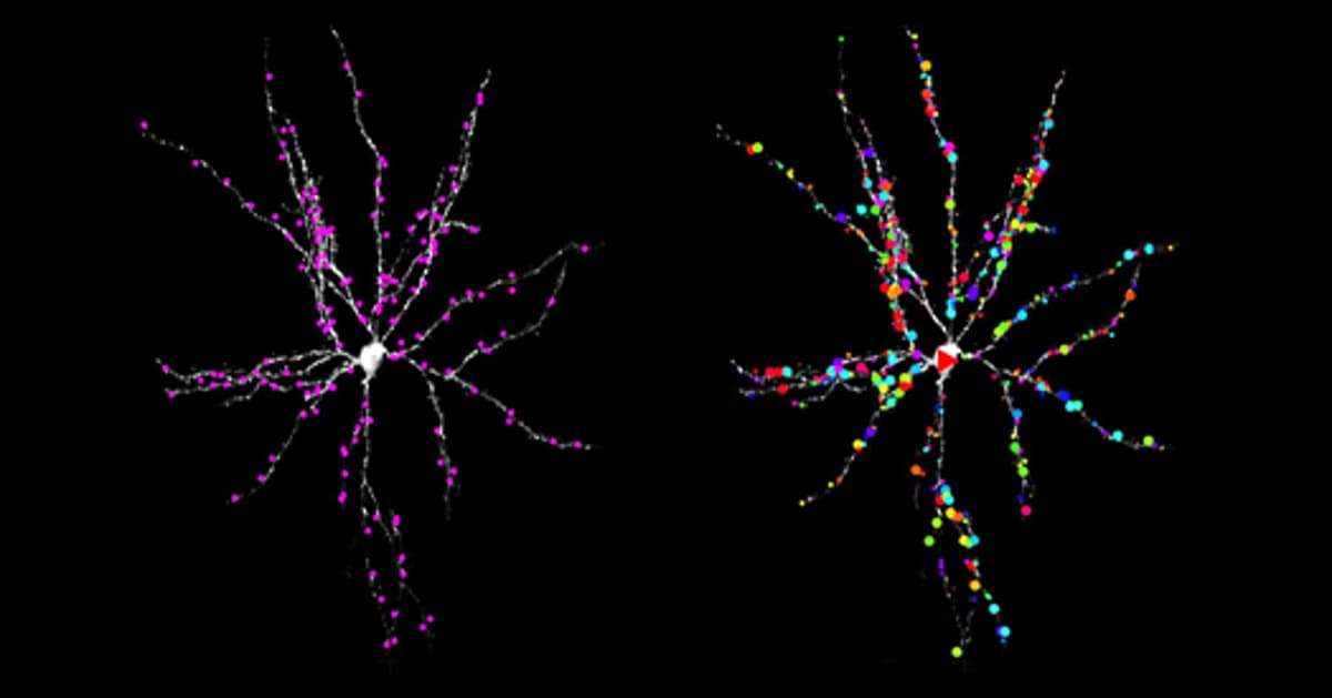 ‘Unbelievably Beautiful’ Evidence Extends Nobel Prize-Winning Model of Vision