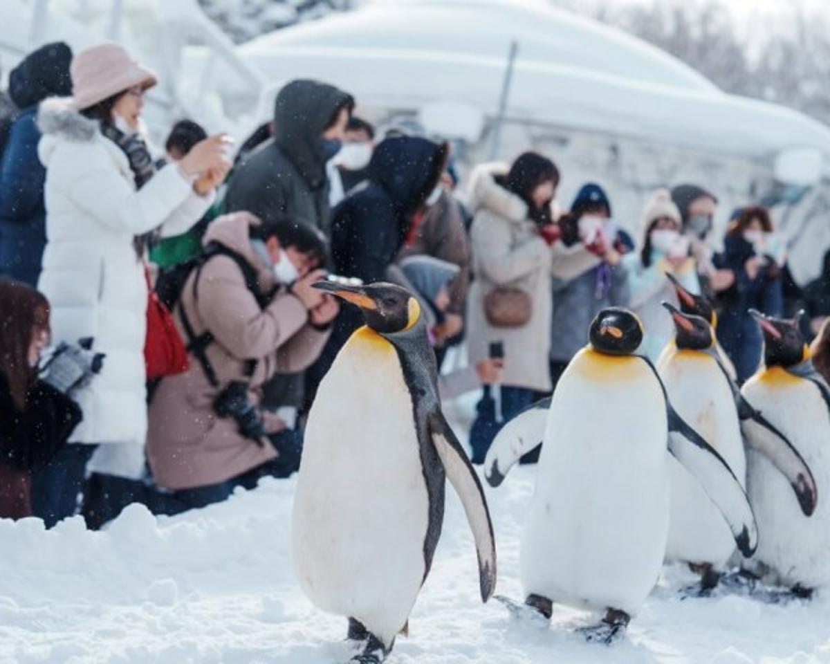 ANTARCTICA’S TOURISM BOOM: BREATHTAKING BEAUTY MEETS GROWING ENVIRONMENTAL RISKS