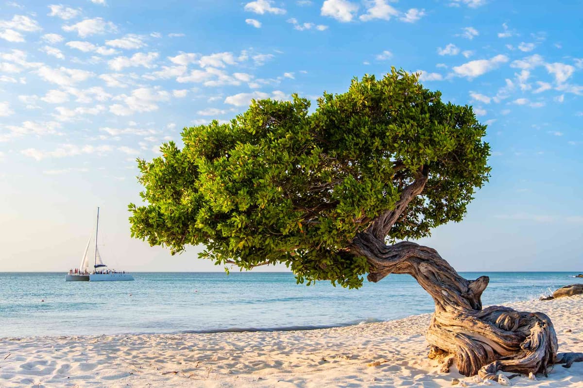 Plan an Unforgettable Trip to Aruba with Our Expert Travel Guide