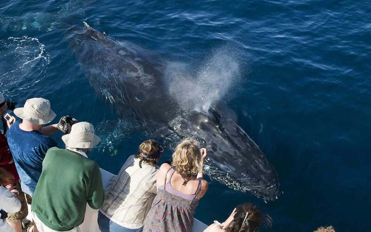 The Ultimate Guide to Whale Watching in California