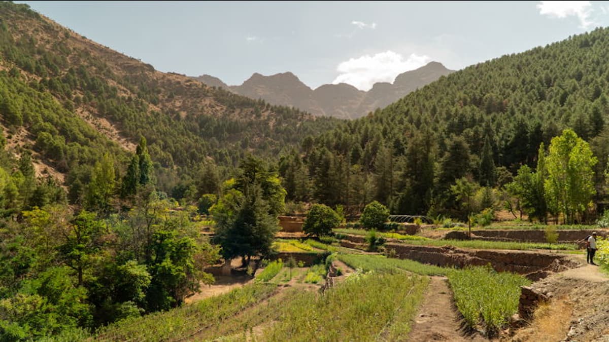 Travelsphere and Just You Launch Trade-Led Tree Planting Project