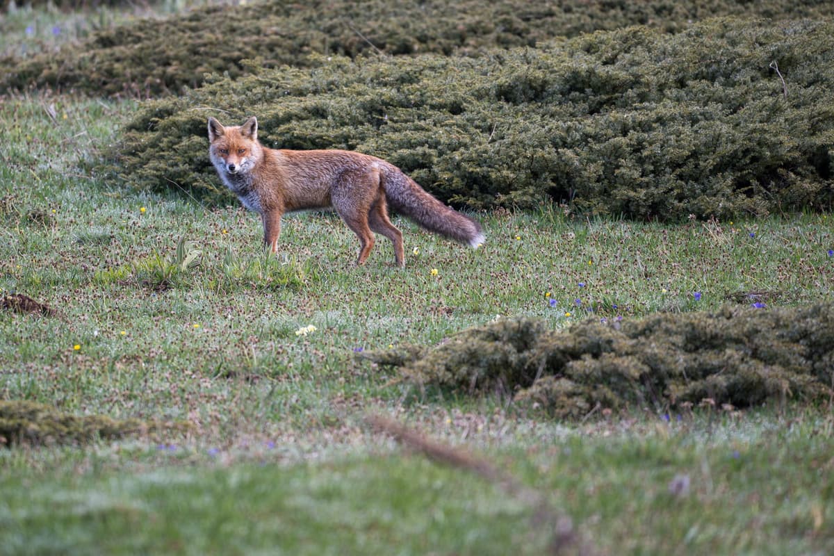 Exodus Celebrates Five Years of Rewilding Europe