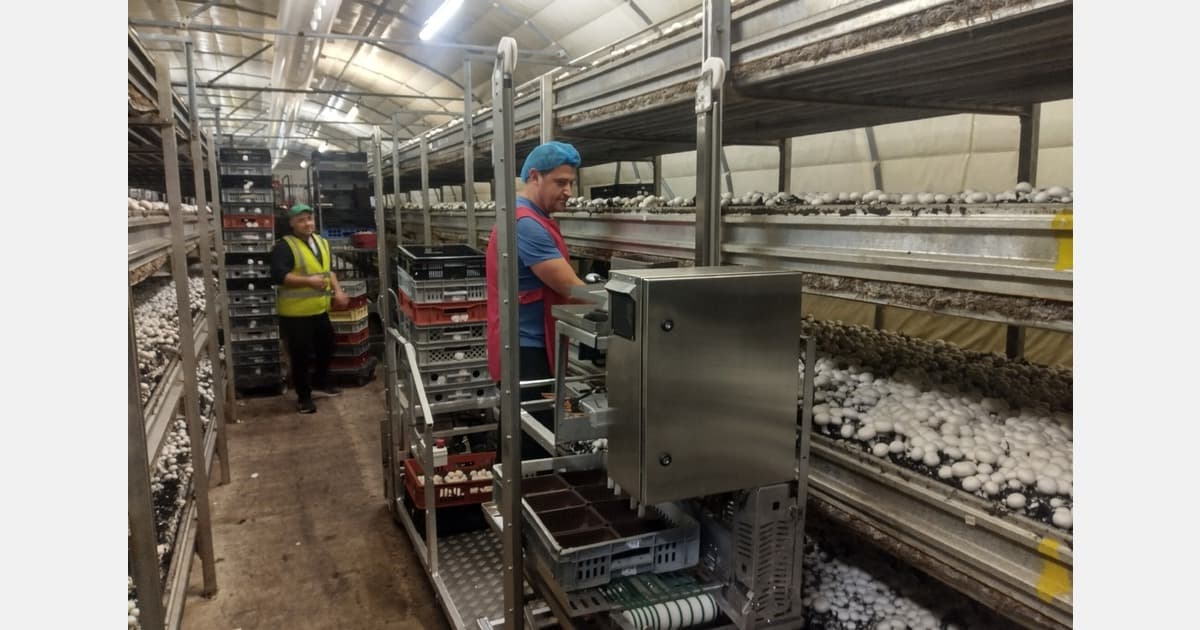 "Using This ‘Crop Grazing’ Technique, Yield Can Be Improved up to 20% Even on a 3rd Flush"