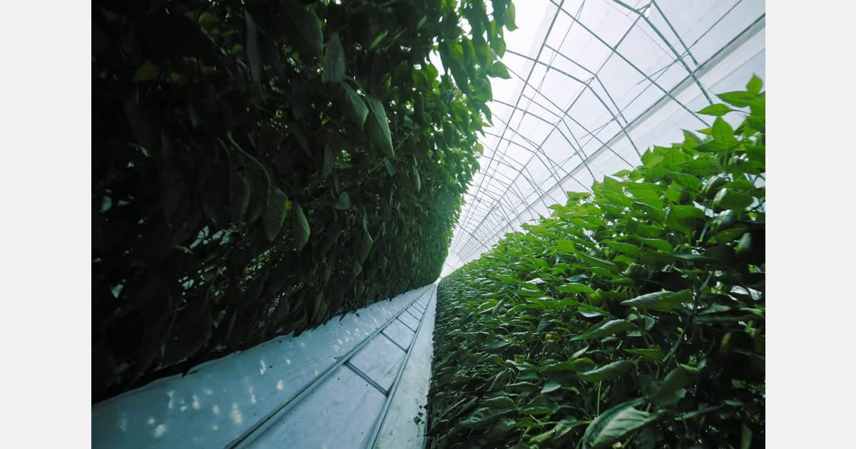 A Single Connected Ecosystem for the Future of Data-Driven Horticulture