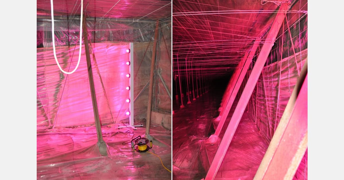 "We Observed that There Was a Specific Tone that No Insects Approached"