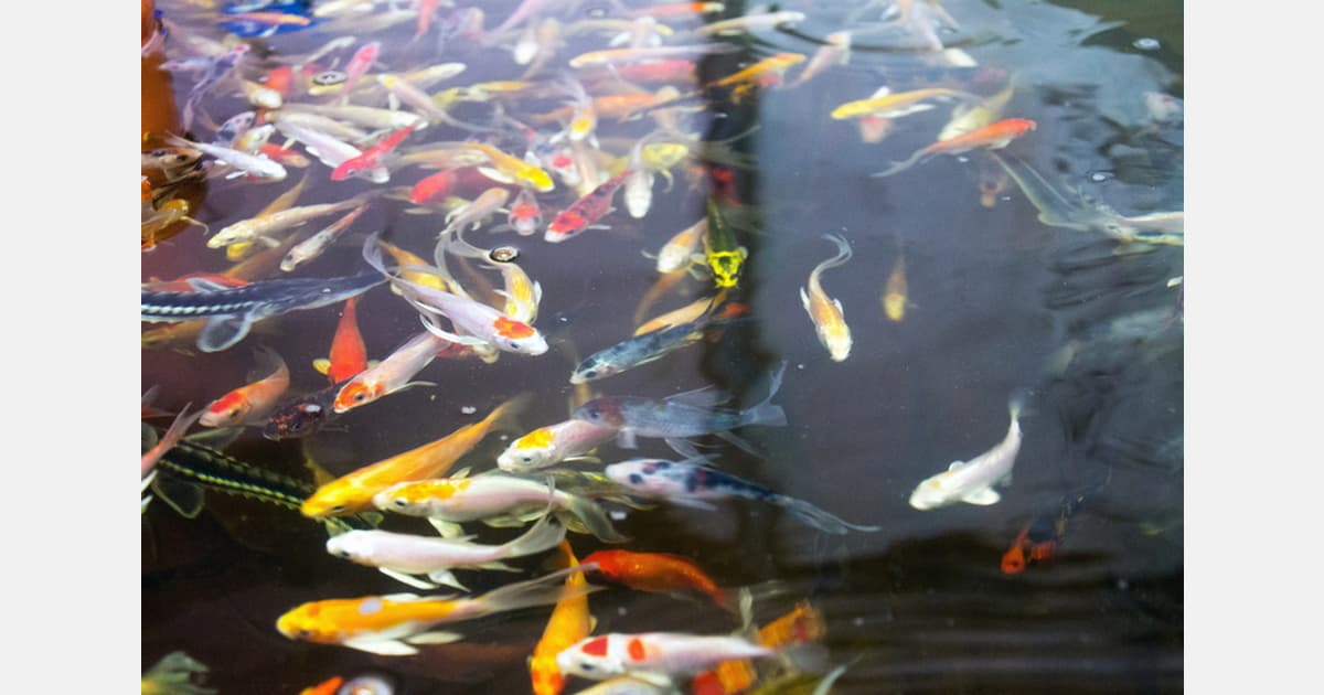 Philippines: Aquaponics-Based Growing Helps Rehab Mariveles PDLs