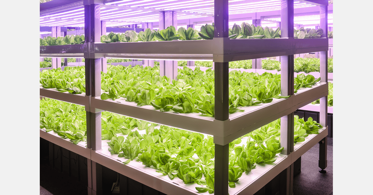 Effects of Using Solar Daylighting to Offset LED Lighting in Vertical Farming