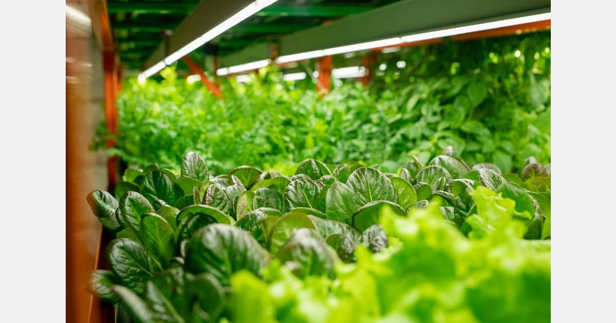 Heat Accelerates Shift to Smarter Farming in MENA Region