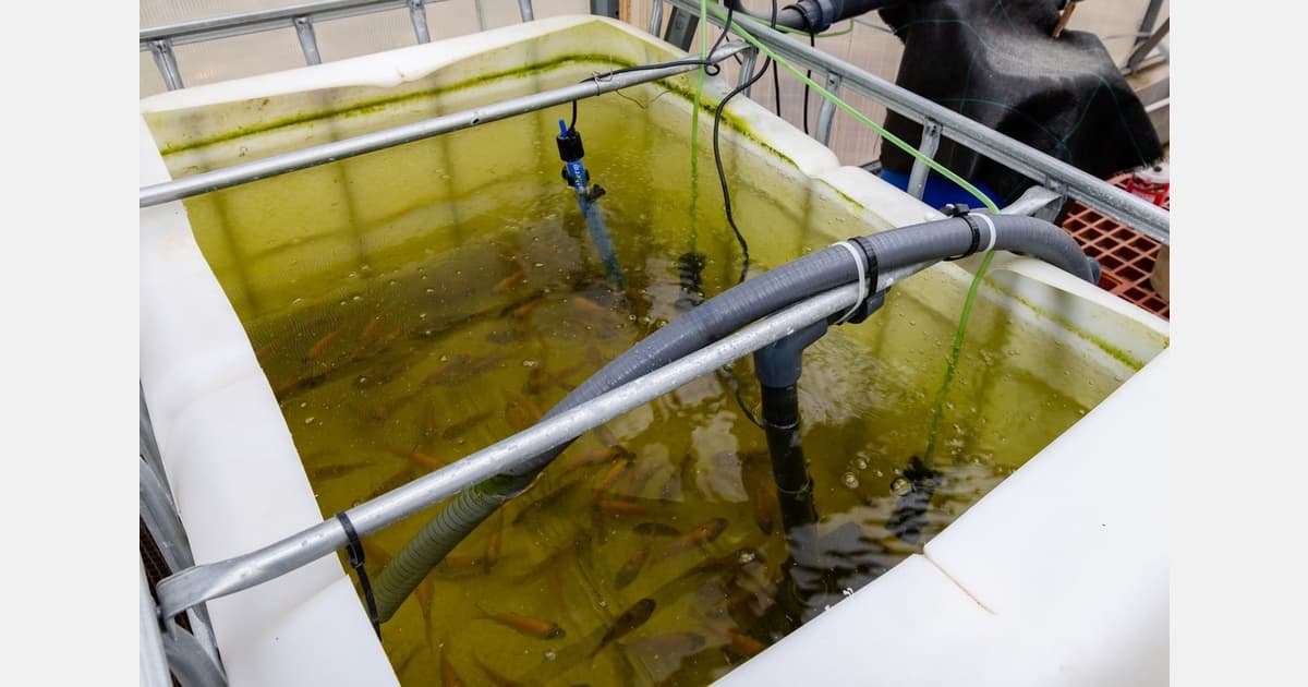 A Dream that Went From the Garden to an Aquaponic Facility