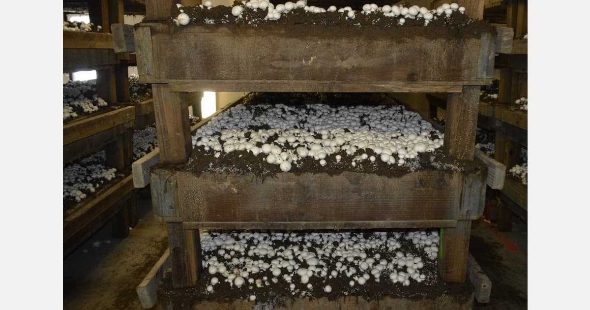 US (WA): Using a Mushroom to Transform Agricultural Waste Into Food