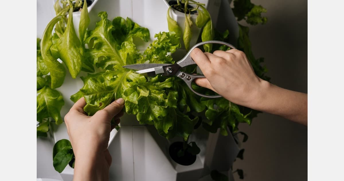 US (MI): Partnership Brings Hydroponic Vegetables to Families Across County