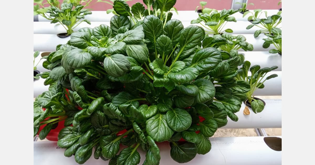 South Africa: Following a Father's Footsteps Into Hydroponics