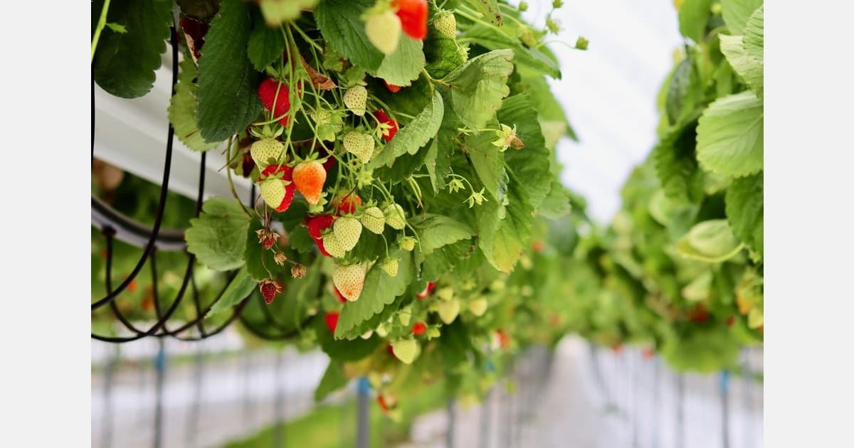 Croatian Strawberry Production Declines as Prices Climb