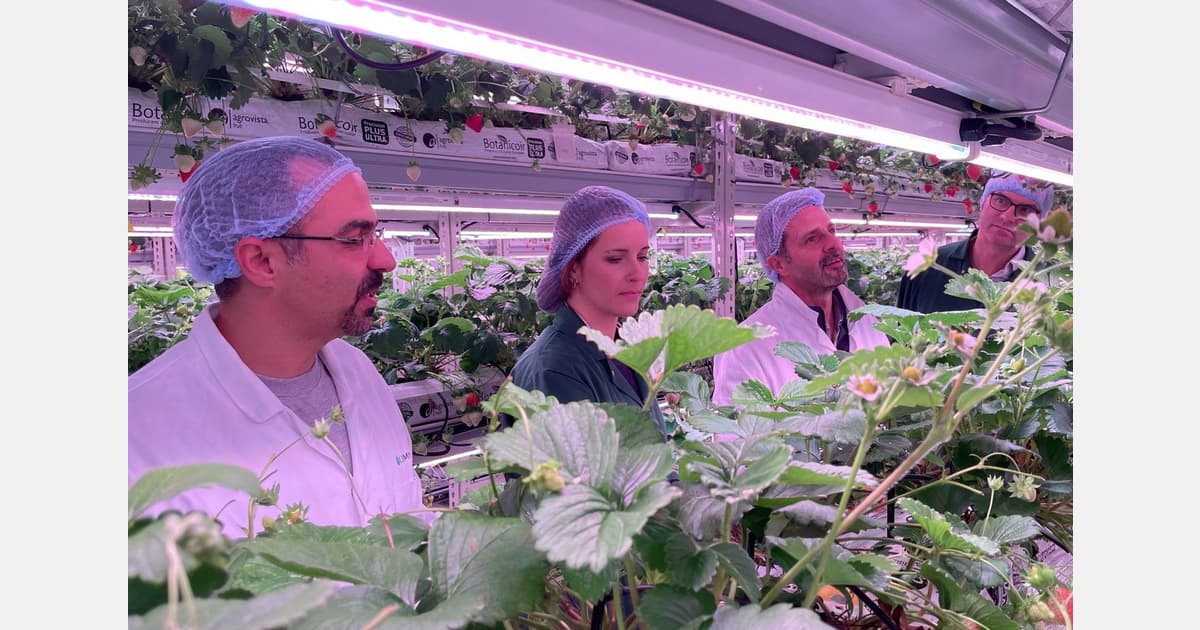 UK: Strawberry Propagation Project Strengthens with New Members