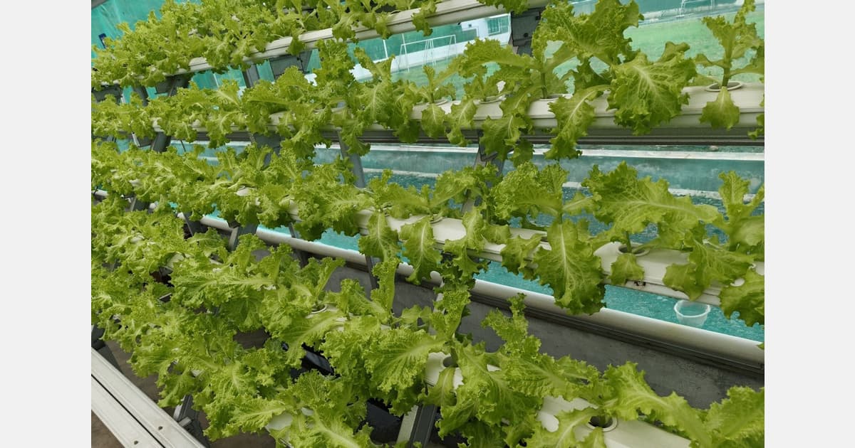UK: Solar Power Could Offset Emissions in Vertical Farming