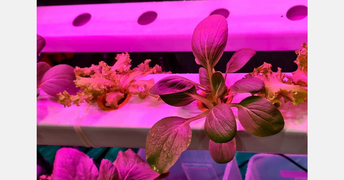 Indoor Urban Agriculture Isn't Necessarily Low Carbon, Study Shows