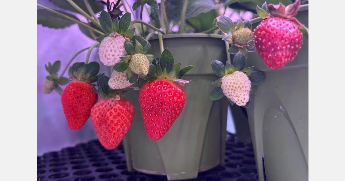 CEA Transforms Malaysian Strawberry Farming