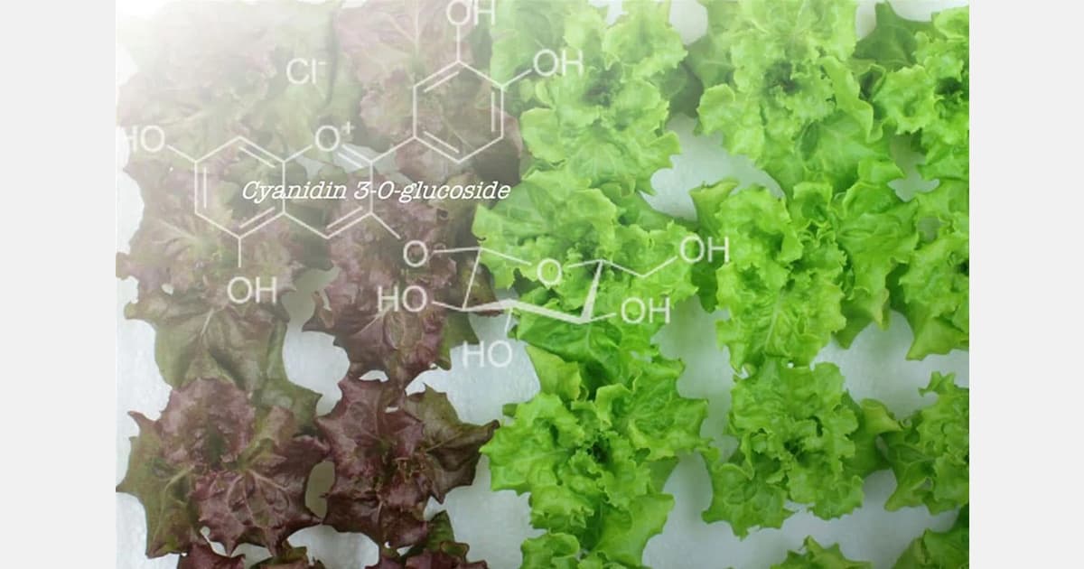 Scientists Turned Red Lettuce Green and Something Surprising Happened