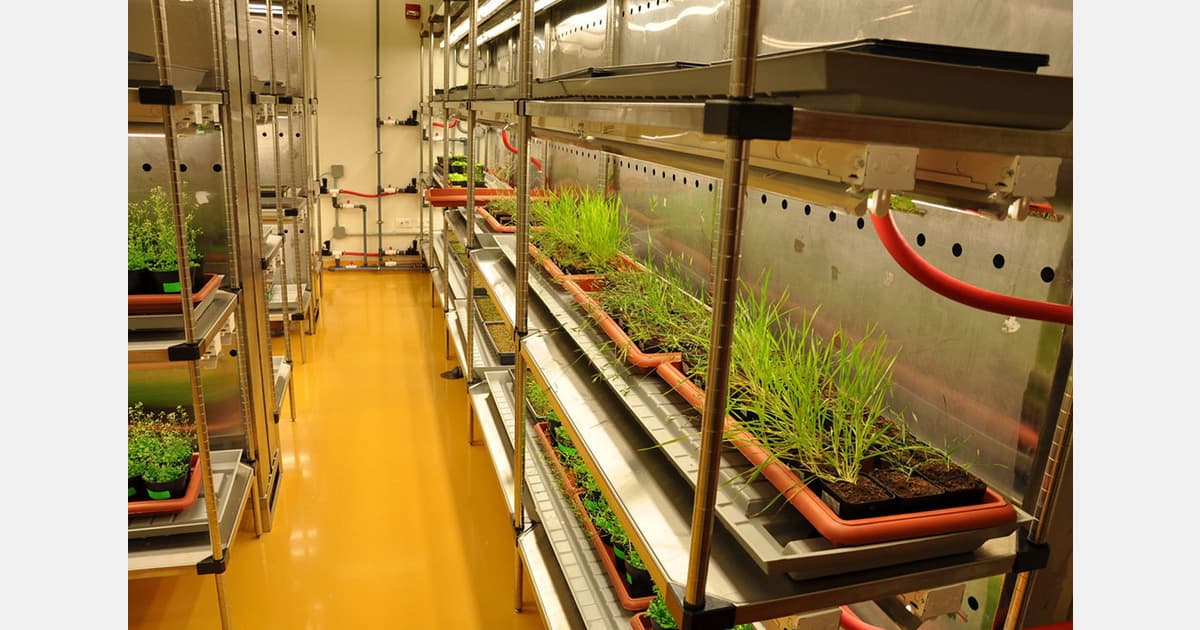 KAUST Study Reveals How Plants Protect Photosynthesis During Extreme Heat