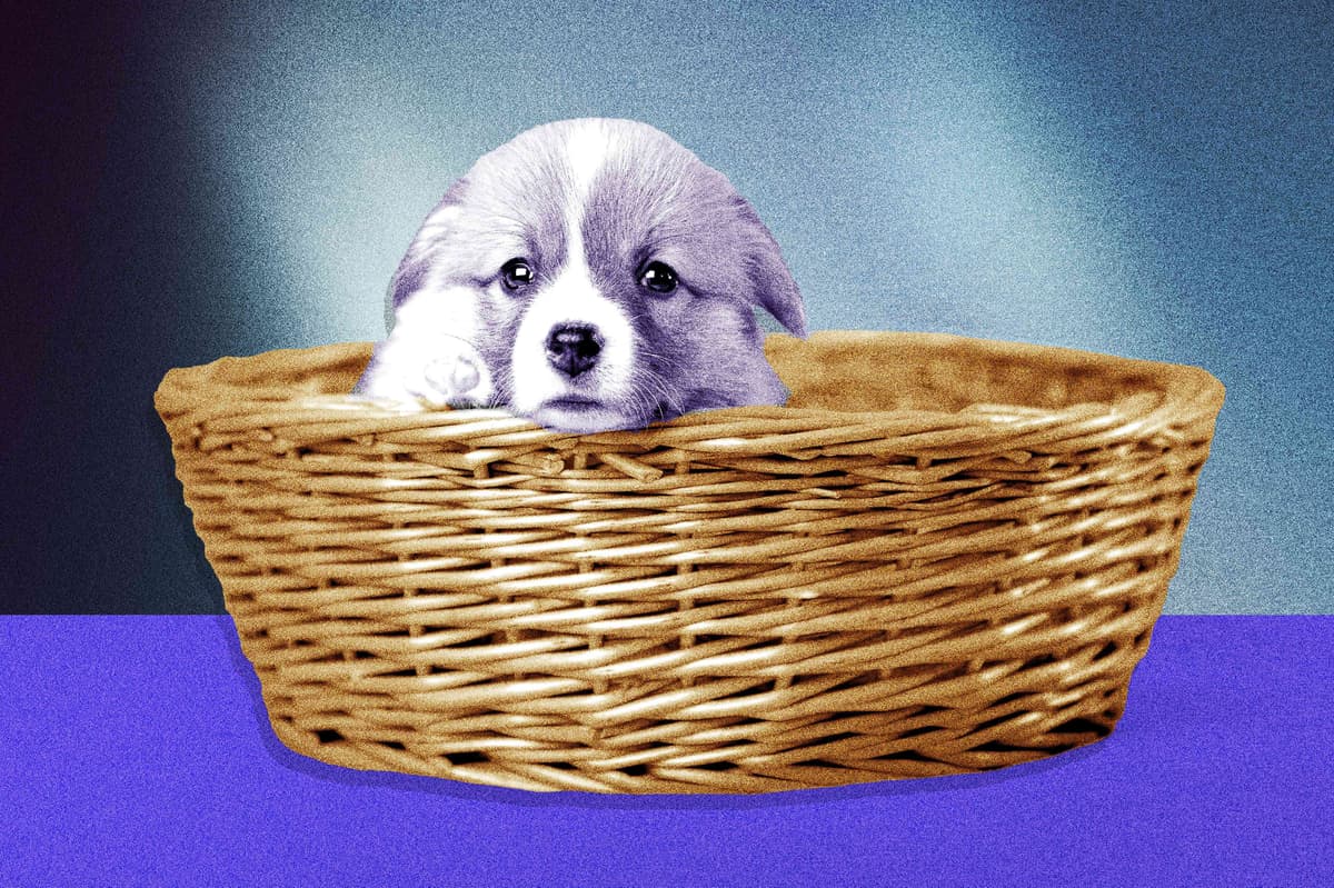 How to Deal With the Puppy Blues