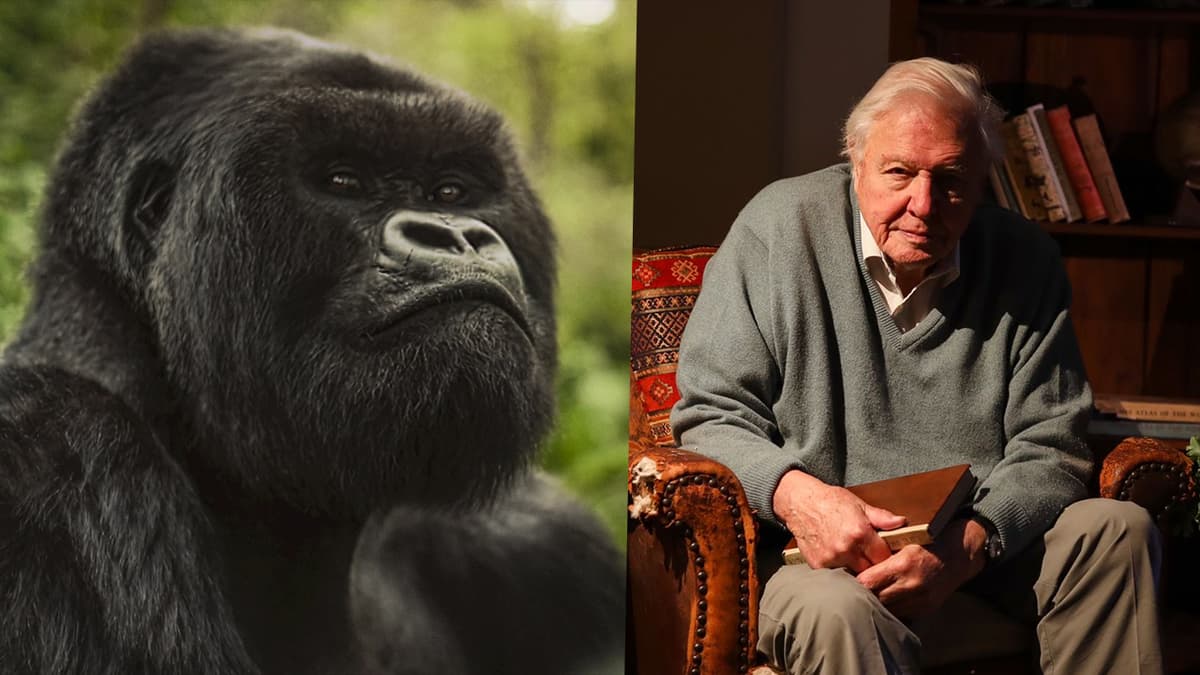Gorilla Story Review: David Attenborough’s Most Personal and Emotional Film Yet