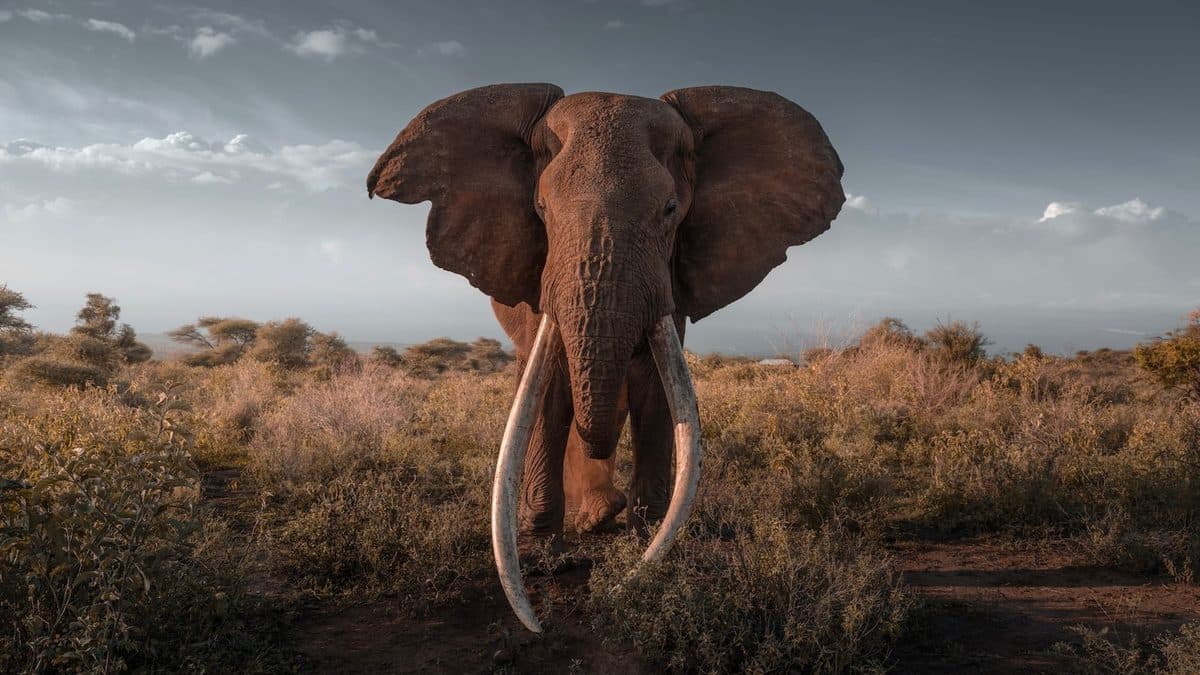 Older and Wiser: How Elder Animals Help Species to Survive