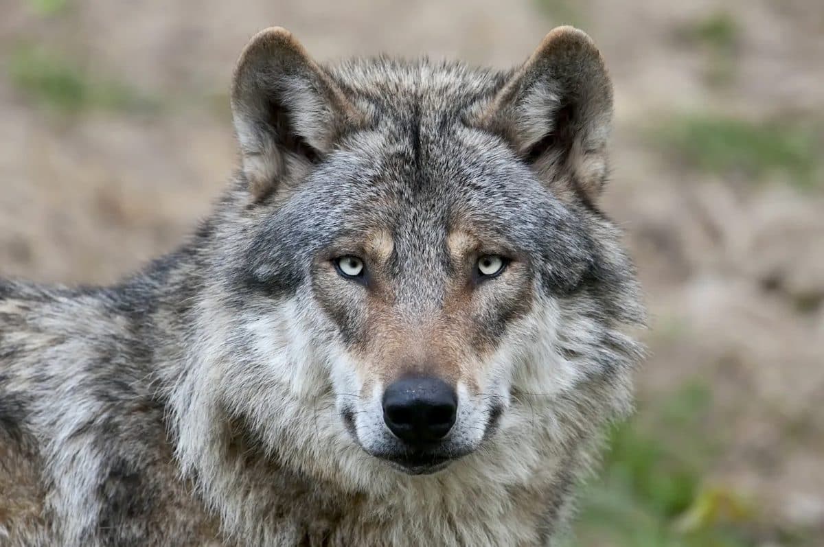 Nearly Half of Wolves in Italy Are Now Part Dog